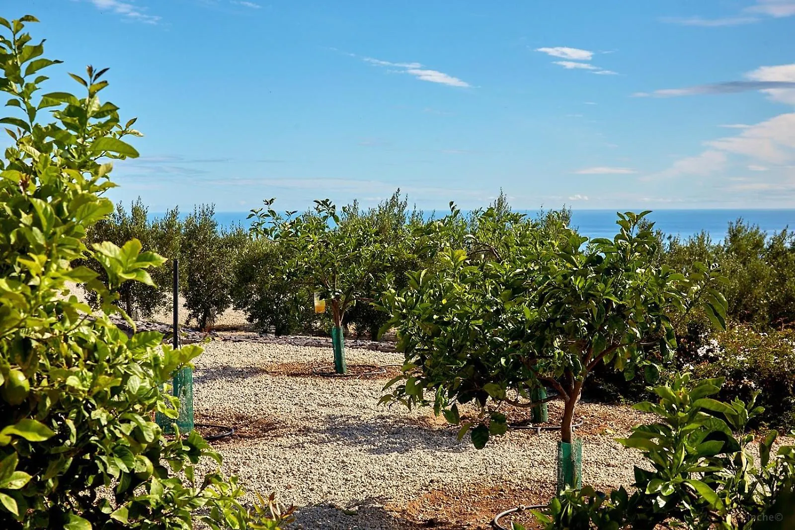 Finca El Vinche Guía de Isora