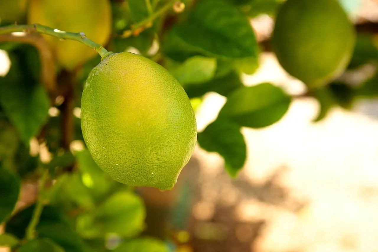 アパート Finca El Vinche ギア・デ・イソラ スペイン